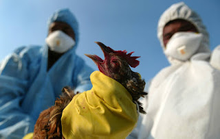 In Himachal Pradesh, after hundreds of winter migratory birds were found dead