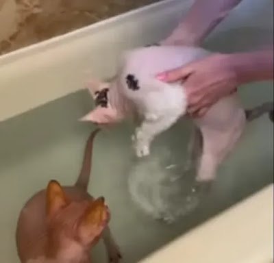 nourishing-your-sphynx-kittens by bathing