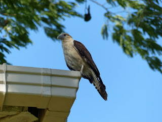 Caracara à tête jaune - Milvago chimachima