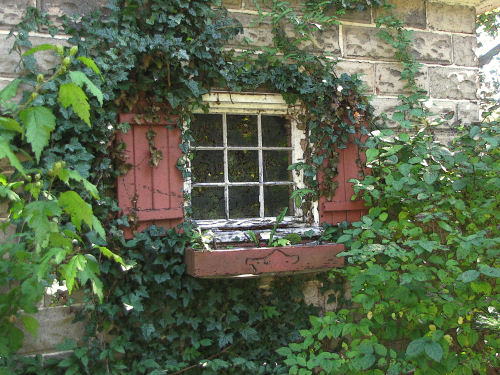 ivy-covered window