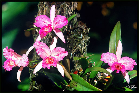Wild Orchids Hawaii