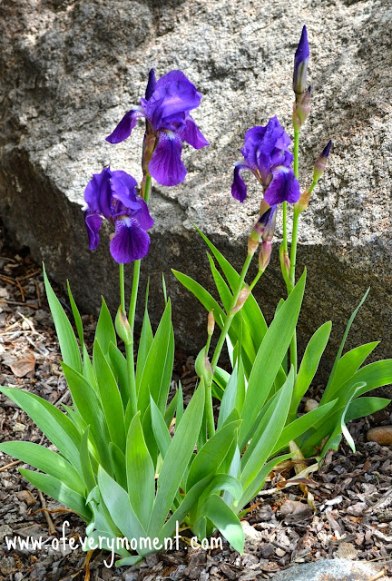 Blooming Iris