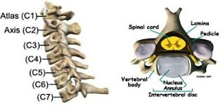 bone of spine