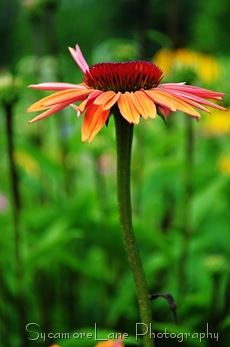 coneflower-2