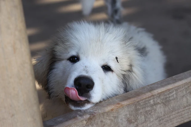 Great Pyrenees