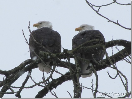 Eagle pair