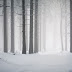 Winter forest wallpaper