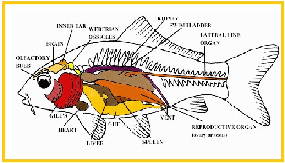 BIOLOGI GONZAGA PRAKTEK BEDAH  IKAN 