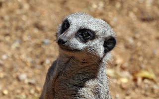 Meerkats Wallpapers