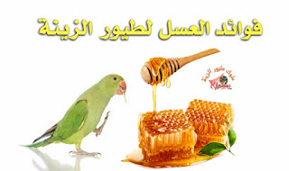 فوائد عسل النحل لطيور الزينة