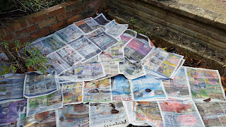 Newspaper covering the garden to mulch down the weeds