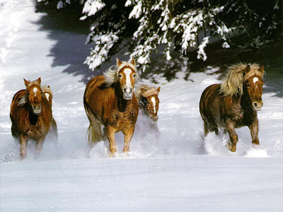 Caballos en la nieve  