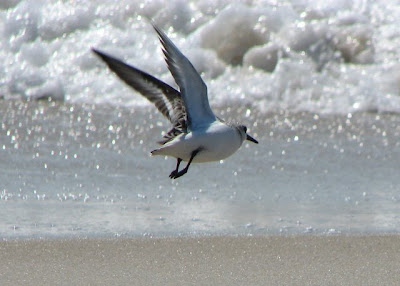 Sanderling flushed