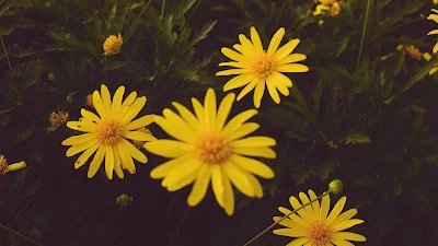 Papel de Parede hd Flores Amarelas