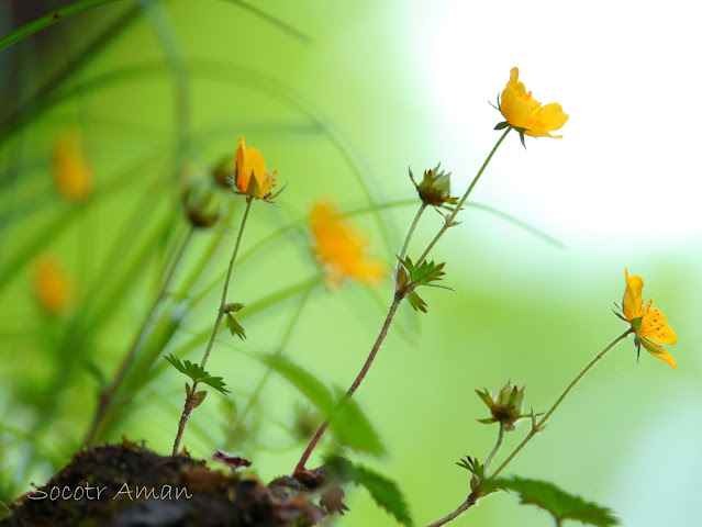 Potentilla matsumurae