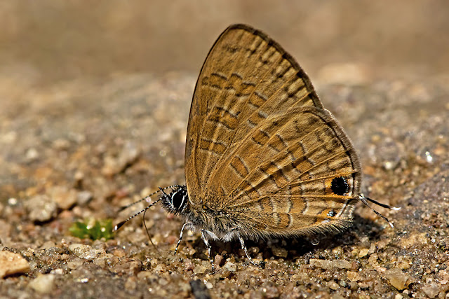 Nacaduba berenice the Rounded Six-Line Blue butterfly
