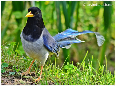 Magpie, Gold-billed Magpie, Yellow-billed Magpie