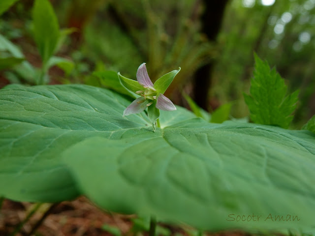 Trillium tschonoskii