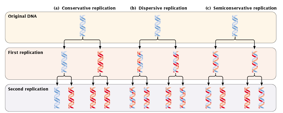 Dna Replication Conservative Semi Conservative And Dispersive Methods