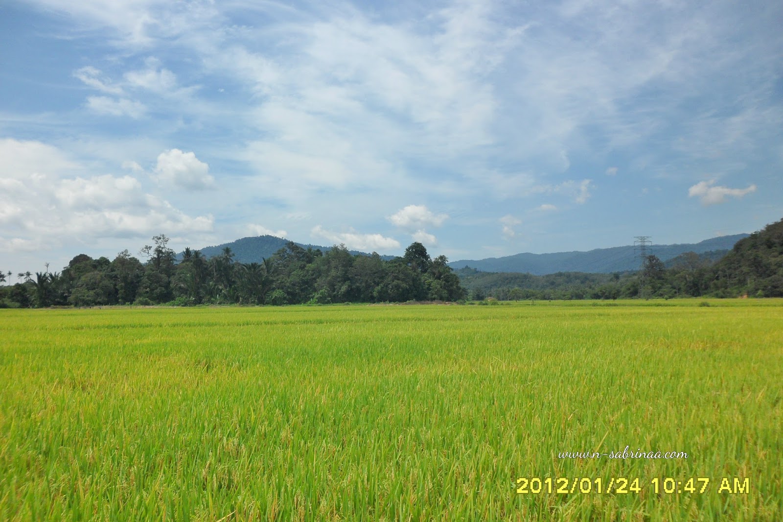 Lukisan Pemandangan Kampung Sawah Padi Cikimmcom