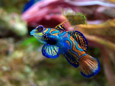 Beautiful Fishes Wallpaper