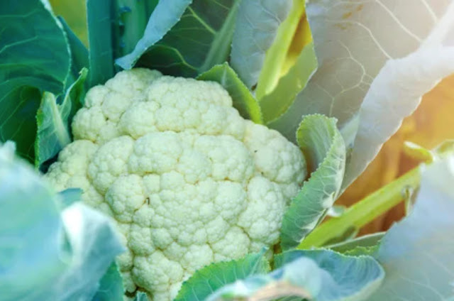 What varieties of cauliflower can you grow in your kitchen garden?