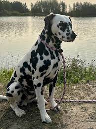 Dalmatian