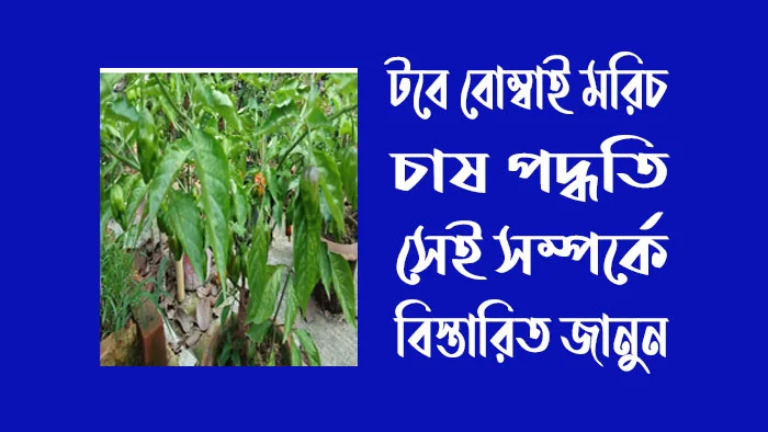 টবে বোম্বাই মরিচ চাষ পদ্ধতি সেই সম্পর্কে বিস্তারিত জানুন?