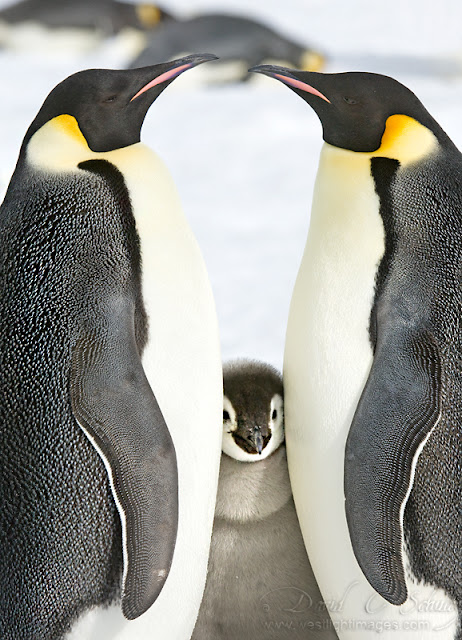 king penguin