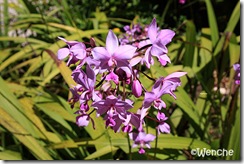 Spathoglottis-unguiculata2