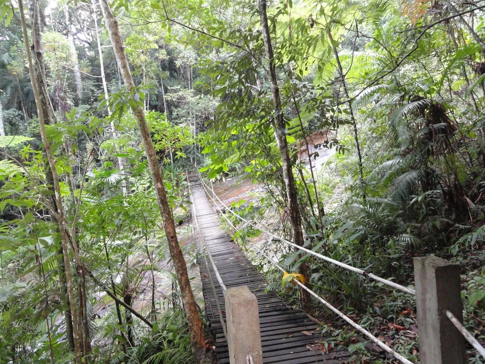 Tijuca Forest National Park Brazil