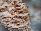 schizophyllum commune