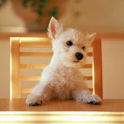 Little dog animals download free wallpapers for Apple iPad