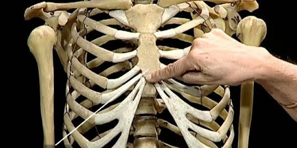 The Human Skeletal System: 10 Amazing Facts You Didn't Know