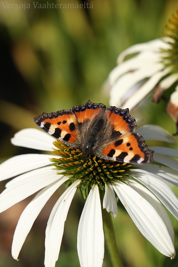 valkoinen kaunopunahattu Echinacea purpurea ´White Swan` ムラサキバレンギク