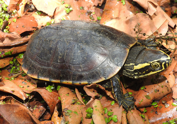 Malayemys subtrijuga, Mekong Snail-eating Turtle, เต่านา