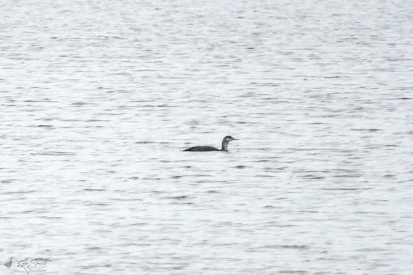 Red-throated diver