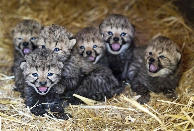 Шесть котят гепарда в своем вольере в зоопарке Burgers в Арнеме, Нидерланды