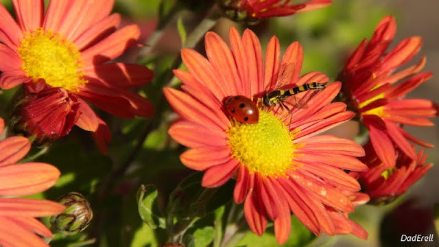 Une coccinelle et un syrphe sur une fleur de chrysanthème