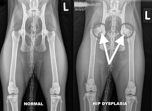 Hip dysplasia in cats. X-ray from SLU.