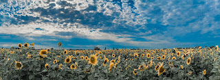 Sunflowers - Photo by Tamara Gore on Unsplash