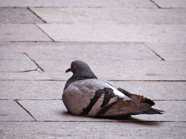 Pigeon sitting