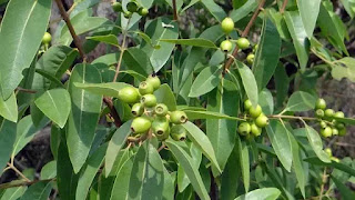 Sandalwood Tree