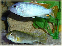Ice Blue Red Top Zebra Fish Pictures