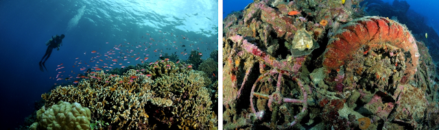  Di perairan Morotai bukan hanya terdapat bermacam-macam terumbu karang yang indah dengan berbaga Diving - Wisata Pulau Morotai