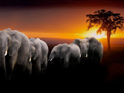 foto de elefantes blancos  