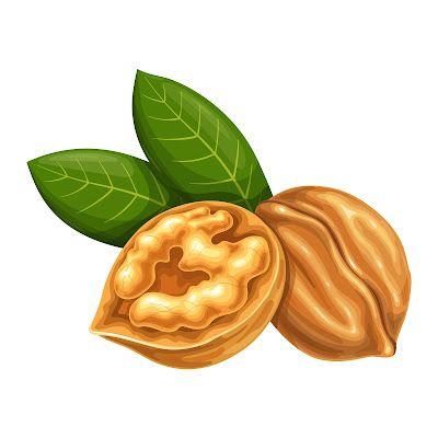 100+ Free Cartoon Images of Walnut dry fruit