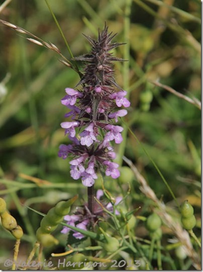13-hedge-woundwort