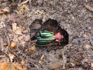 Carabus (Chrysocarabus) auronitens auronitens DSC99616