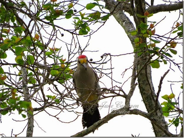 Golden-fronted_woodpecker